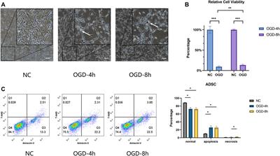 Identification of hub genes regulating the cell activity and function of adipose-derived stem cells under oxygen-glucose deprivation